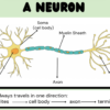 The Peripheral Nervous System - Image 3